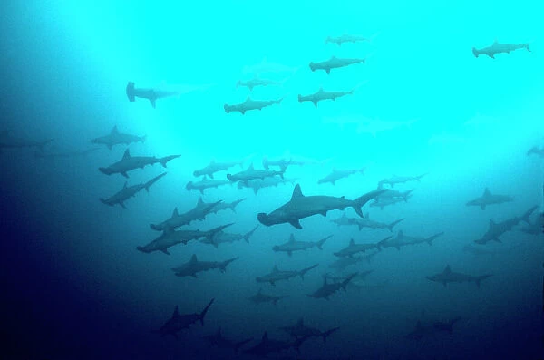 Scalloped Hammerhead Sharks - Looking up to see hundreds of Hammerheads going past. They are not agressive at humans. Galapagos Islands, Equador. SHH-012