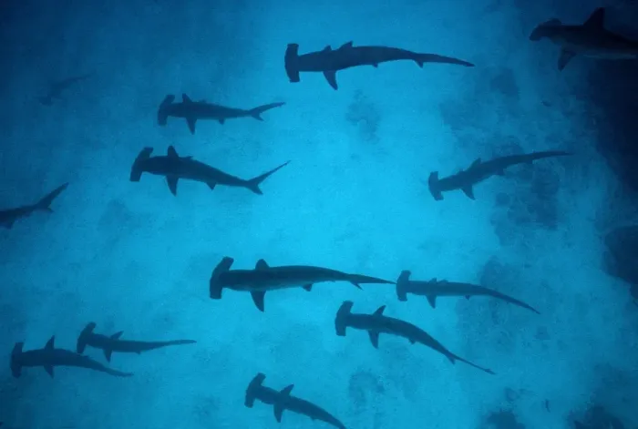 Framed Print : Scalloped Hammerhead Sharks - These sharks congregate around offshore reefss during daytime, feeding at night. Galapagos Islands, Equador. SSH-008 Framed Print : Scalloped Hammerhead Sharks - These sharks congregate around offshore reefss during daytime, feeding at night. Galapagos Islands, Equador. SSH-008