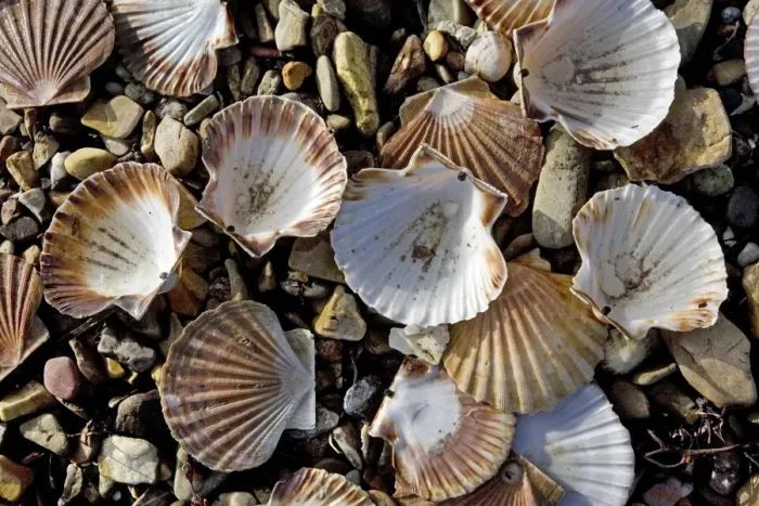 Framed Print : Scallops - Brittany - France Framed Print : Scallops - Brittany - France