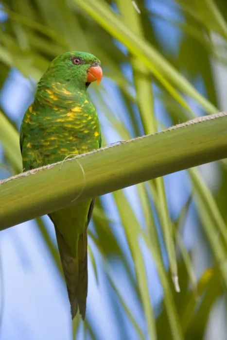 Framed Print : Scaly-breasted Lorikeet - adult sitting on a palm tree looking out - Hervey Bay, Queensland, Australia Framed Print : Scaly-breasted Lorikeet - adult sitting on a palm tree looking out - Hervey Bay, Queensland, Australia