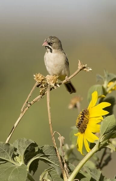 Scaly-Feathered Finch Perched on dried Sunflower Stalk. Garden, Central Namibia, Africa