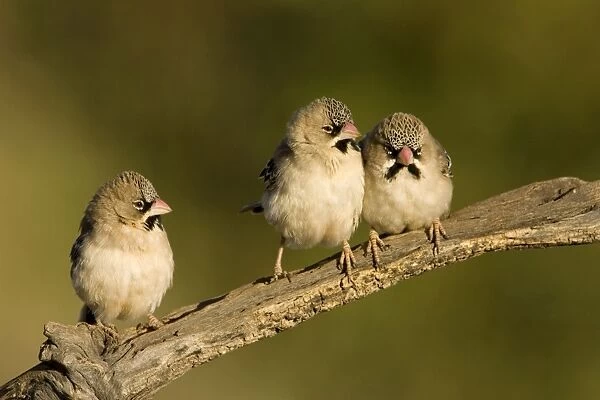 Scaly-Feathered Finches Perched on a branch above a water source Central Namibia, Africa