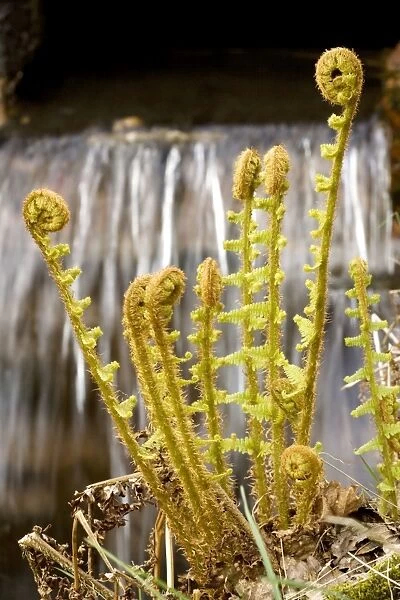 Scaly male fern (Dryopteris affinis (= D. pseudomas)), by waterfall in Lake District