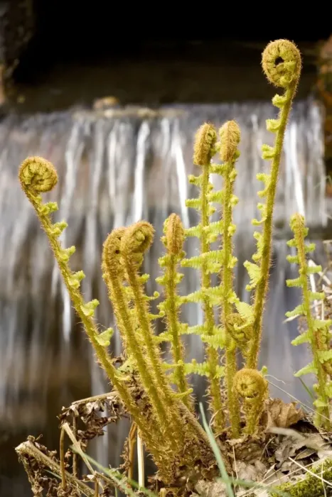 Framed Print : Scaly male fern (Dryopteris affinis (= D. pseudomas)), by waterfall in Lake District Framed Print : Scaly male fern (Dryopteris affinis (= D. pseudomas)), by waterfall in Lake District