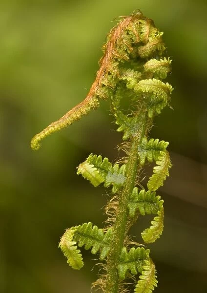 Scaly male fern, unfolding frond (= D. pseudo)
