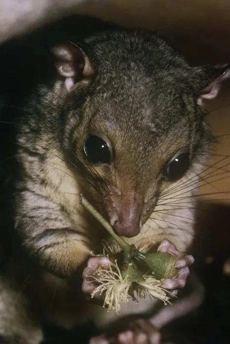 Framed Print : Scaly-tailed possum - feeding Framed Print : Scaly-tailed possum - feeding