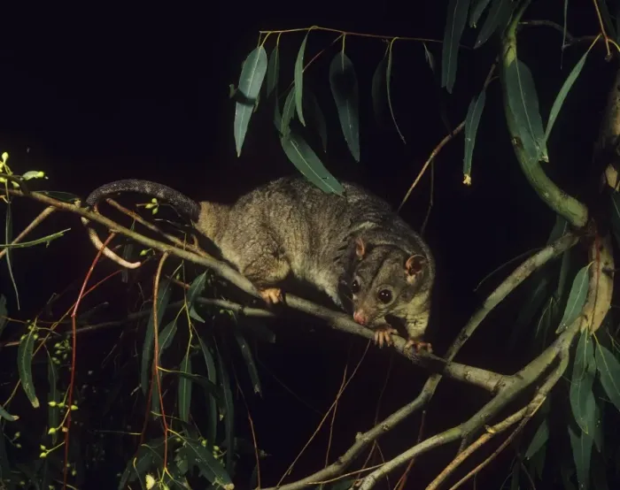 Framed Print : Scaly-tailed Possum - Kimberleys Western Australia Framed Print : Scaly-tailed Possum - Kimberleys Western Australia
