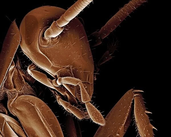 Scanning Electron Micrograph (SEM): American Cockroach; Magnification x 95 (A4 size: 29. 7 cm width)