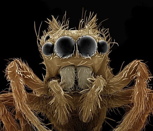 Scanning Electron Micrograph (SEM): Jumping Spider, Magnification x 120 (A4 size: 29. 7 cm width)