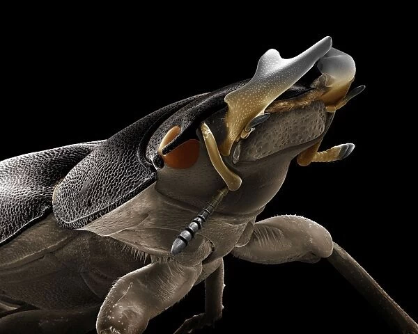 Scanning Electron Micrograph (SEM): Lesser Stag Beetle, Magnification x 20 (A4 size: 29. 7 cm width)