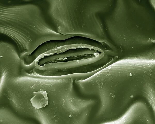 Scanning Electron Micrograph (SEM) Leaf Stomata; Magnification x 4, 000 (A4 size: 29. 7 cm width)