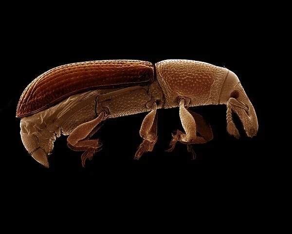 Scanning Electron Micrograph (SEM): Wood Boring Weevil, Magnification x 70 (A4 size: 29. 7 cm width)