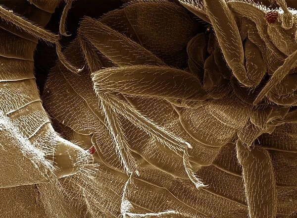 Scanning Electron Micrograph (SEM) Bedbugs mating; Magnification x 250 (A4 size: 29. 7 cm width)