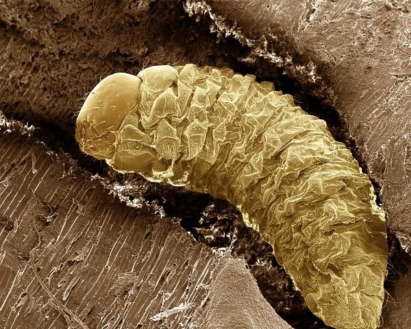 Scanning Electron Micrograph (SEM): Lavae of Woodworm or Furniture Beetle, Magnification x 100 (A4 size: 29. 7 cm width)