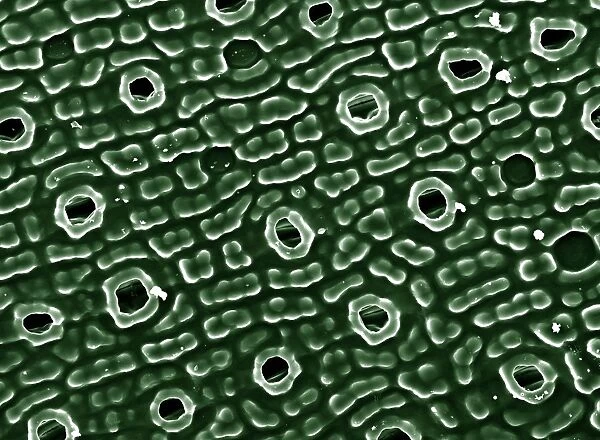 Scanning Electron Micrograph (SEM): Stomata of Yew Leaf; Magnification 830 A4 size: 29. 7 cm width)