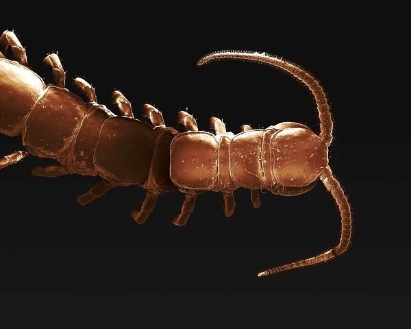 Scanning Electron Micrograph (SEM): Common Centipede; Magnification x 20 (A4 size: 29. 7 cm width)