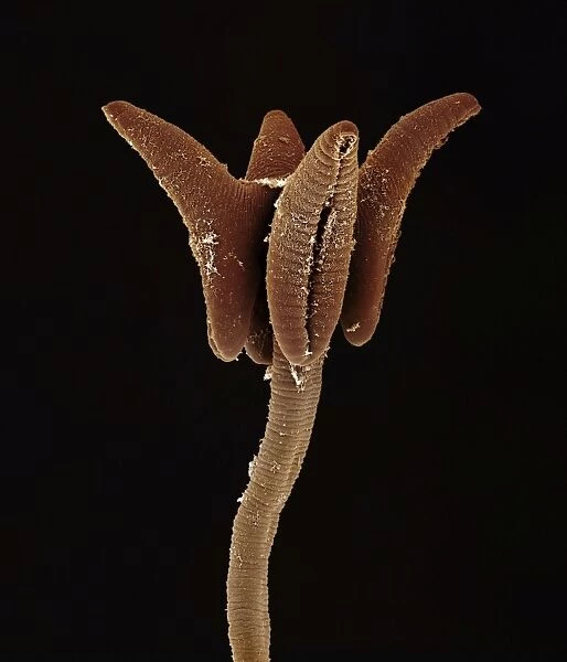Scanning Electron Micrograph (SEM): Tapeworm from shark