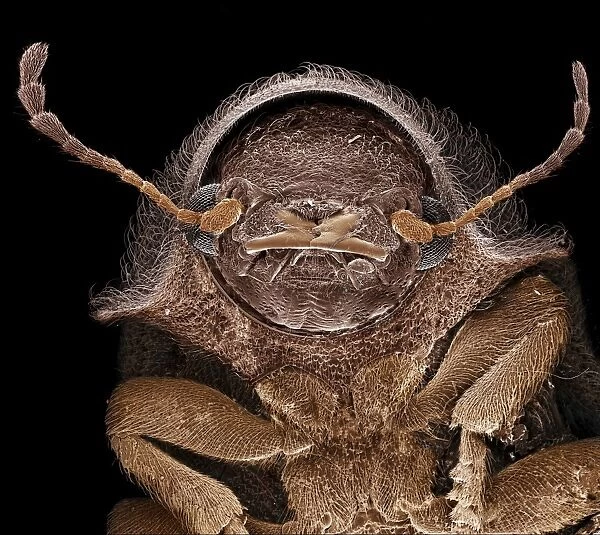 Scanning Electron Micrograph (SEM): Deathwatch Beetle ; Magnification x 75 (A4 size: 29. 7 cm width)