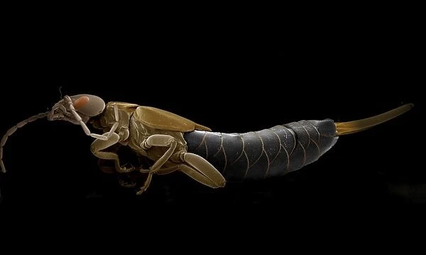 Scanning Electron Micrograph (SEM): Earwig; Magnification x 15 (A4 size: 29. 7 cm width)
