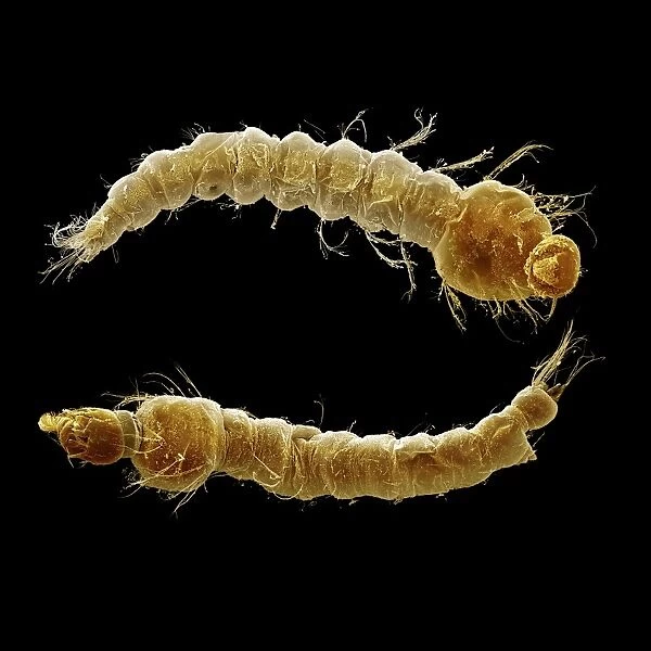 Scanning Electron Micrograph (SEM): Mosquito larvae. ; Magnification x 40 (A4 size: 29. 7 cm width)