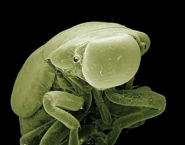 Scanning Electron Micrograph (SEM): Froghopper (nymph), Magnification x70 (A4 size: 29. 7 cm width)