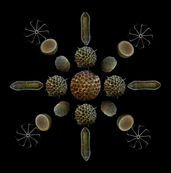Scanning Electron Micrograph (SEM): Marine Diatoms and Radiolaria skeletons; Magnification x435 (when printed A4, 29. 7 cm cm wide)