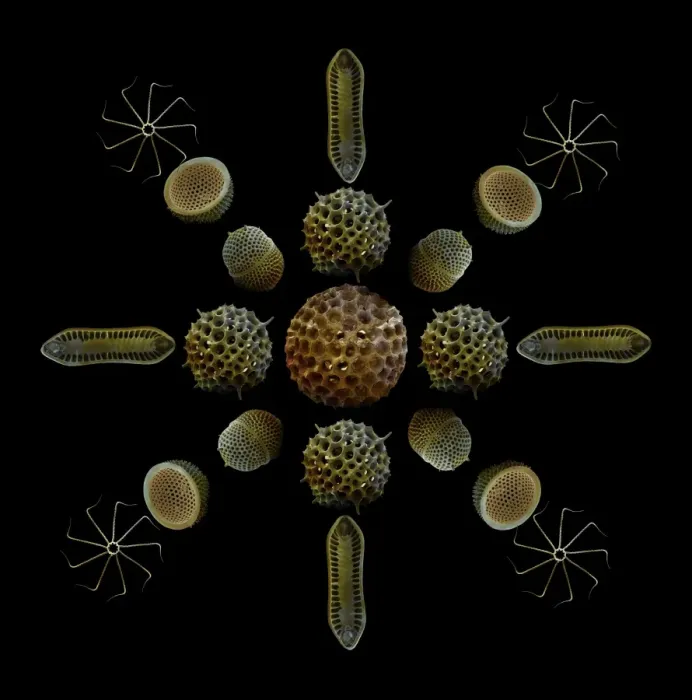 Framed Print : Scanning Electron Micrograph (SEM): Marine Diatoms and Radiolaria skeletons; Magnification x435 (when printed A4, 29. 7 cm cm wide) Framed Print : Scanning Electron Micrograph (SEM): Marine Diatoms and Radiolaria skeletons; Magnification x435 (when printed A4, 29. 7 cm cm wide)