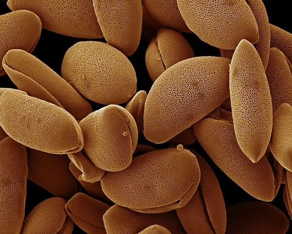 Scanning Electron Micrograph (SEM): Lily pollen; Magnification x 850 (A4 size: 29. 7 cm width)