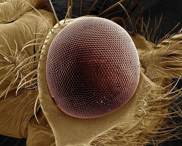 Scanning Electron Micrograph (SEM): Eye of a Caddis Fly - Magnification x 125 (if print A4 size: 29. 7 cm wide)