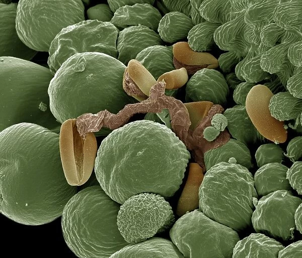 Scanning Electron Micrograph (SEM): Germination showing pollen tube in Lilly, Magnification x (A4 size: 29. 7 cm width)