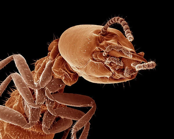 Scanning Electron Micrograph (SEM): Termite (worker) - Magnification x 100 (if print A4 size: 29. 7 cm wide)