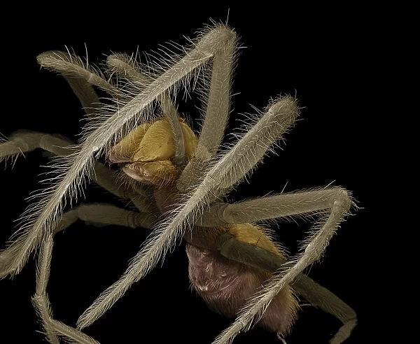 Scanning Electron Micrograph (SEM): Common House Spider - female -Magnification x20 (if print A4 size: 29. 7 cm wide)