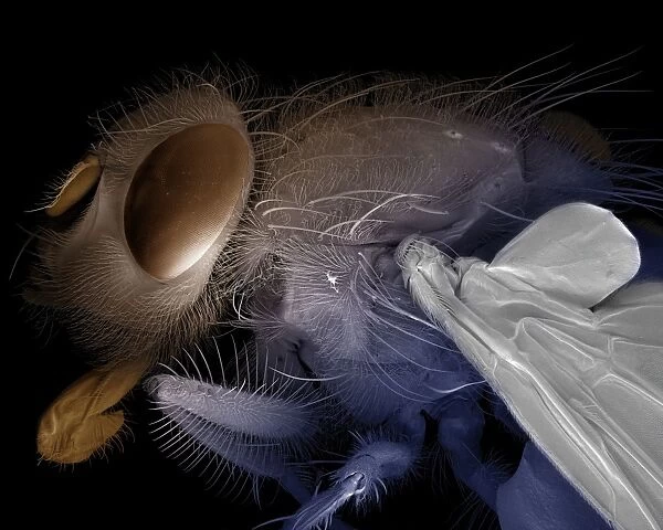 Scanning Electron Micrograph (SEM): Bluebottle Fly - Magnification x 30 (if print A4 size: 29. 7 cm wide)