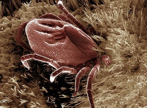 Scanning Electron Micrograph (SEM): Black-legged  /  Deer Tick - Magnification x 50 (if print A4 size: 29. 7 cm wide)