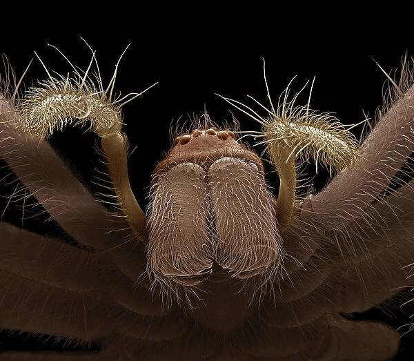 Scanning Electron Micrograph (SEM): Common House Spider - female, ; Magnification x 25 (A4 size: 29. 7 cm width)