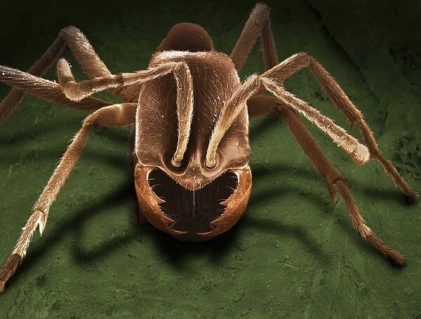 Scanning Electron Micrograph (SEM): Driver Ant - Magnification x 100 (if print A4 size: 29. 7 cm wide)