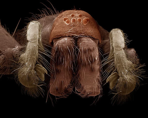Scanning Electron Micrograph (SEM): Common House Spider - male, Magnification x (A4 size: 29. 7 cm width)