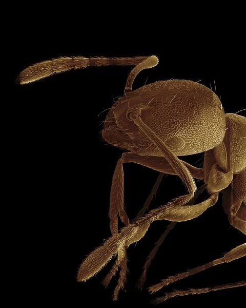Scanning Electron Micrograph (SEM): Pharaoh Ant - Magnification x 175 (if print A4 size: 29. 7 cm wide)