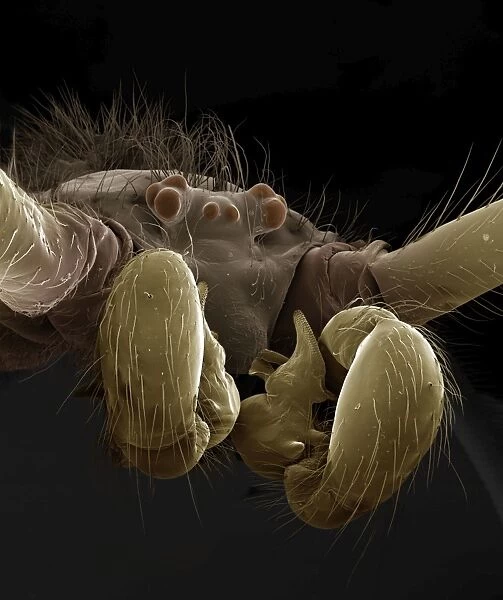 Scanning Electron Micrograph (SEM): Cellar  /  Daddy-long-legs Spider - male - Magnification x 50 (if print A4 size: 29. 7 cm wide)