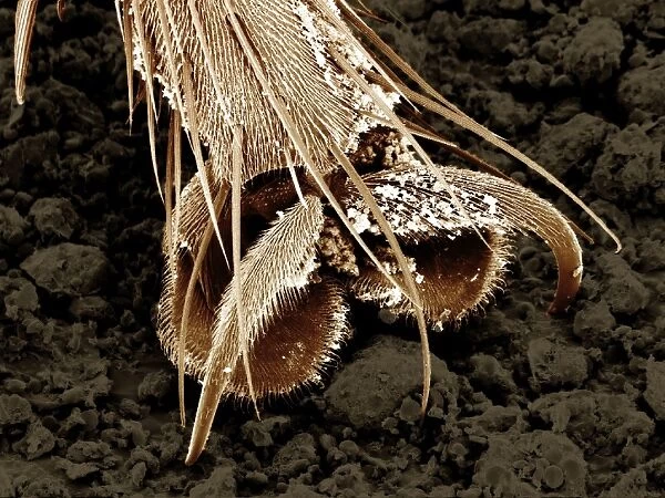 Scanning Electron Micrograph (SEM): A foot of a House Fly - Magnification unknown