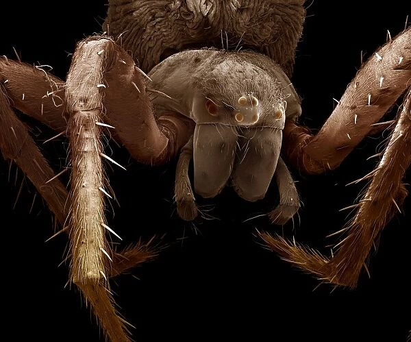 Scanning Electron Micrograph (SEM) : Garden Spider-female, Magnification x25 (A4 size: 29. 7 cm width)