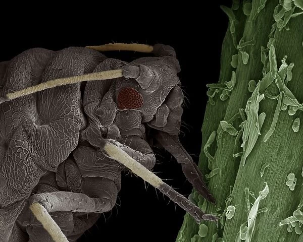 Scanning Electron Micrograph (SEM): Black Aphid - Magnification x 220 (if print A4 size: 29. 7 cm wide)