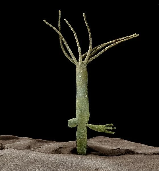 Scanning Electron Micrograph (SEM): Hydra - Magnification unknown