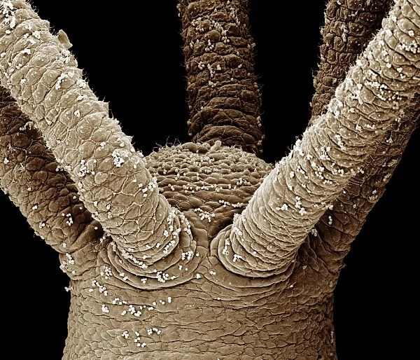 Scanning Electron Micrograph (SEM): close up of tentacles (cnidae) of a Hydra - Magnification unknown