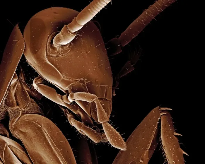 Framed Print : Scanning Electron Micrograph (SEM): American Cockroach; Magnification x 95 (A4 size: 29. 7 cm width) Framed Print : Scanning Electron Micrograph (SEM): American Cockroach; Magnification x 95 (A4 size: 29. 7 cm width)