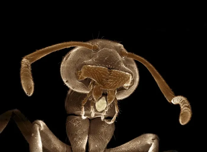 Framed Print : Scanning Electron Micrograph (SEM) : Black Garden Ant ; Magnification x 100 (A4 size: 29. 7 cm width) Framed Print : Scanning Electron Micrograph (SEM) : Black Garden Ant ; Magnification x 100 (A4 size: 29. 7 cm width)