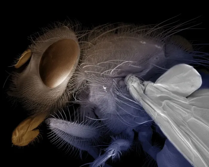 Framed Print : Scanning Electron Micrograph (SEM): Bluebottle Fly - Magnification x 30 (if print A4 size: 29. 7 cm wide) Framed Print : Scanning Electron Micrograph (SEM): Bluebottle Fly - Magnification x 30 (if print A4 size: 29. 7 cm wide)