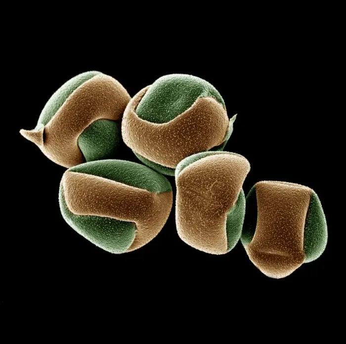 Framed Print : Scanning Electron micrograph (SEM): Cactus Pollen grains; Magnification x 550 (if printed 10. 5 cm wide) Framed Print : Scanning Electron micrograph (SEM): Cactus Pollen grains; Magnification x 550 (if printed 10. 5 cm wide)