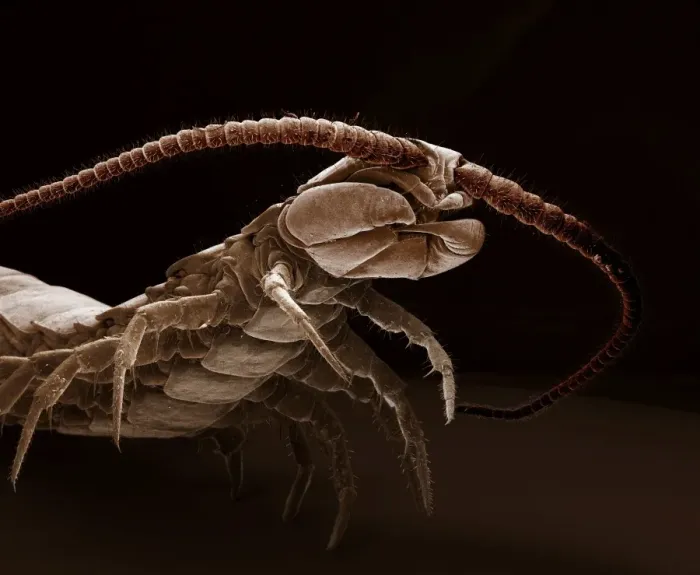 Framed Print : Scanning Electron Micrograph (SEM): Common Centipede - Magnification x 30 (if print A4 size: 29. 7 cm wide) Framed Print : Scanning Electron Micrograph (SEM): Common Centipede - Magnification x 30 (if print A4 size: 29. 7 cm wide)