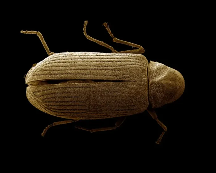 Framed Print : Scanning Electron Micrograph (SEM): Common Furniture Beetle - Magnification x 60 (if print A4 size: 29. 7 cm wide) Framed Print : Scanning Electron Micrograph (SEM): Common Furniture Beetle - Magnification x 60 (if print A4 size: 29. 7 cm wide)